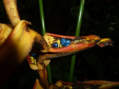 Heliconia irrasa, photographed by Eduardo Chacón Madrigal