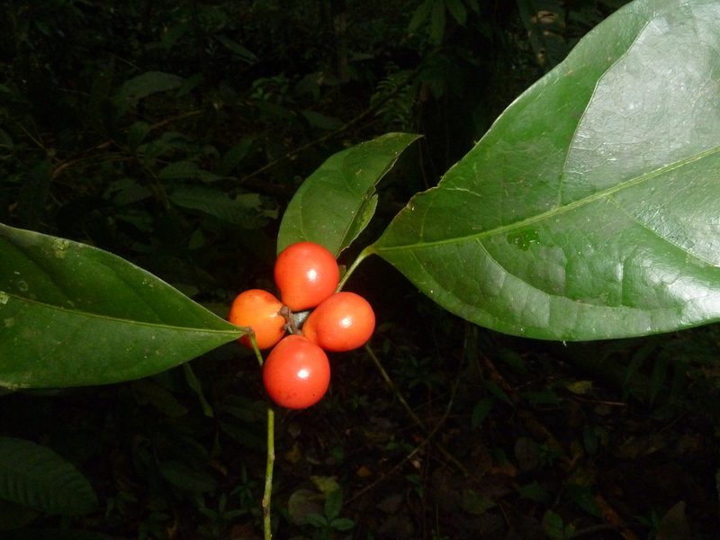 Hyperbaena leptobotryosa, photographed by Eduardo Chacón Madrigal