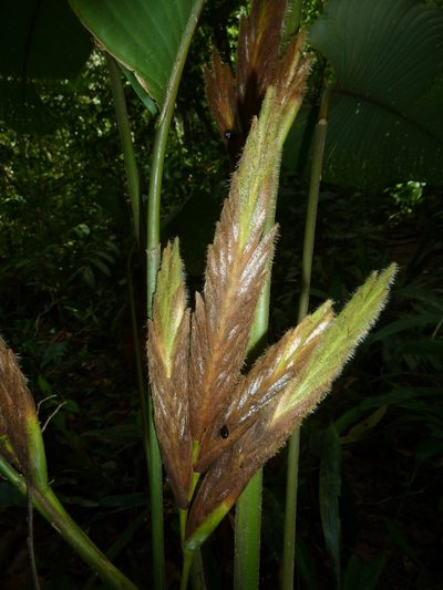 Pleiostachya pruinosa, photographed by Eduardo Chacón Madrigal