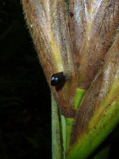 Pleiostachya pruinosa, photographed by Eduardo Chacón Madrigal