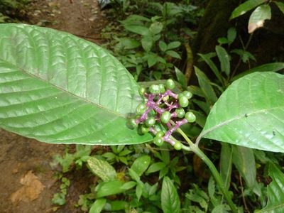 Palicourea acuminata, photographed by Eduardo Chacón Madrigal