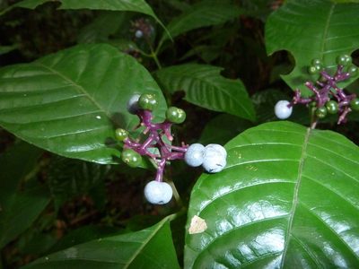 Palicourea acuminata, photographed by Eduardo Chacón Madrigal