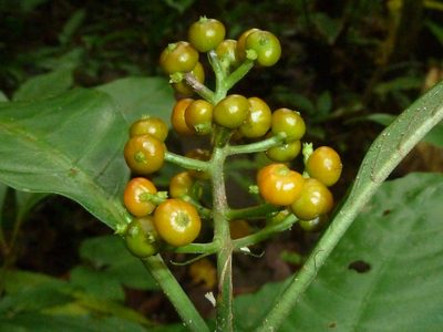 Palicourea racemosa, photographed by Eduardo Chacón Madrigal