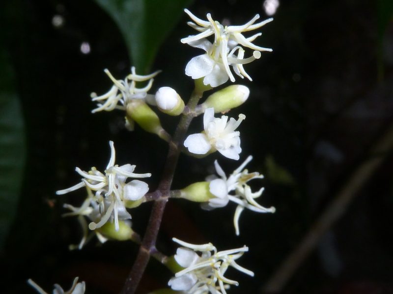 Miconia gracilis, photographed by Eduardo Chacón Madrigal
