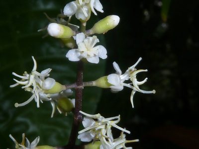 Miconia gracilis, photographed by Eduardo Chacón Madrigal