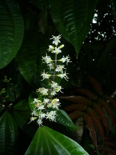 Miconia gracilis, photographed by Eduardo Chacón Madrigal