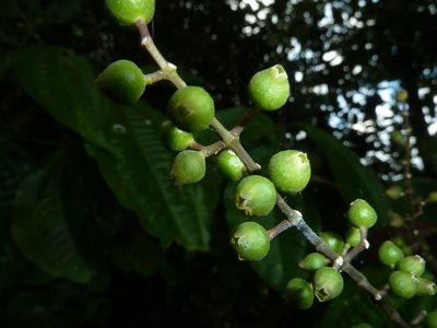 Miconia gracilis, photographed by Eduardo Chacón Madrigal
