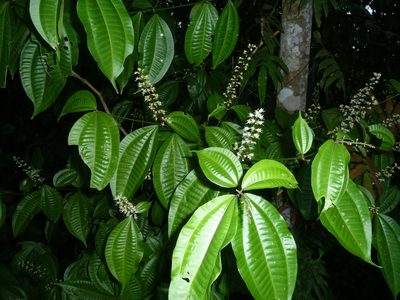 Miconia gracilis, photographed by Eduardo Chacón Madrigal