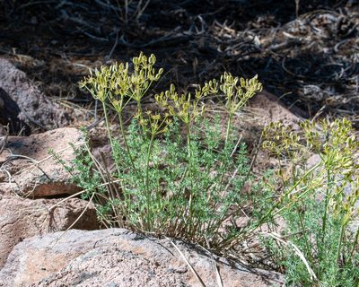 Lomatium parryi, photographed by Dominic Gentilcore