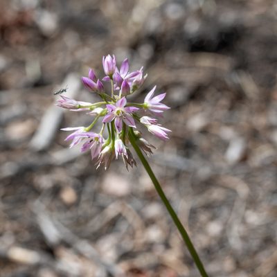 Allium bisceptrum, photographed by Dominic Gentilcore