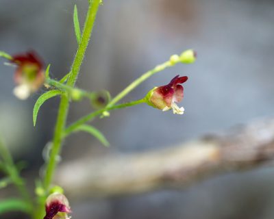 Scrophularia desertorum, photographed by Dominic Gentilcore