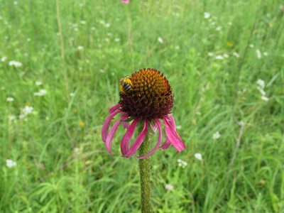 Echinacea atrorubens, photographed by henrya