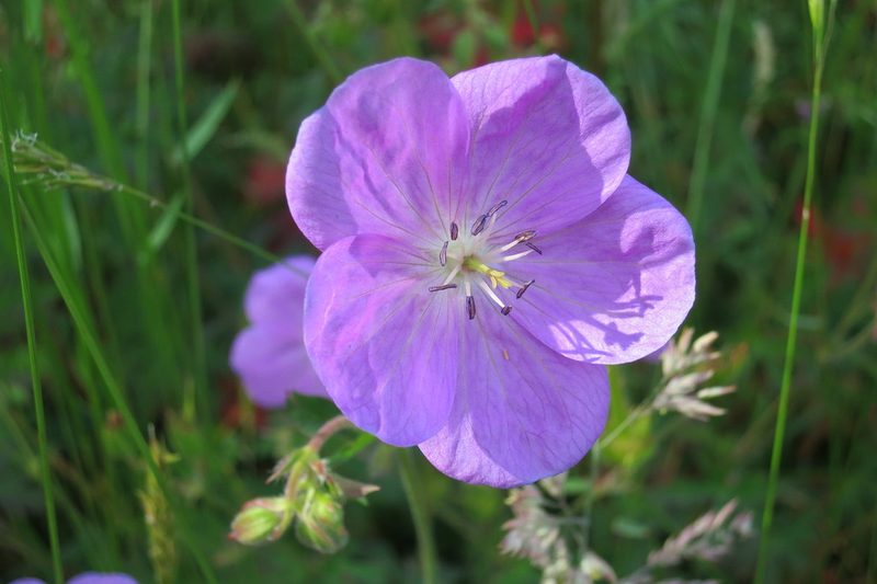 Geranium oreganum, photographed by Ed Alverson