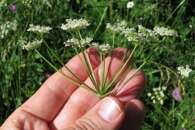 Cnidium silaifolium, photographed by Ed Alverson
