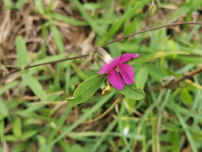 Cologania angustifolia, photographed by Juan Carlos Pérez Magaña