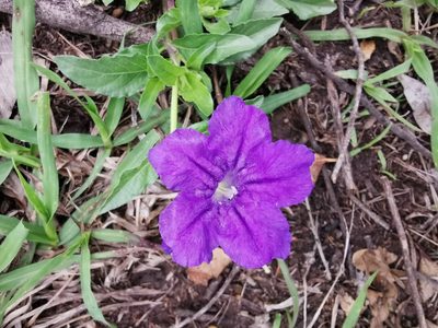 Ruellia lactea, photographed by Juan Carlos Pérez Magaña