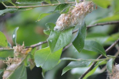 Salix jenisseensis, photographed by Tatiana Strus