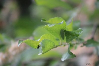 Salix jenisseensis, photographed by Tatiana Strus