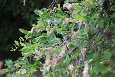 Salix jenisseensis, photographed by Tatiana Strus