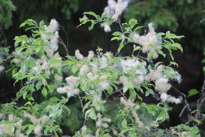 Salix jenisseensis, photographed by Tatiana Strus
