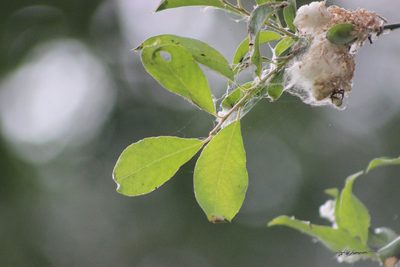 Salix jenisseensis, photographed by Tatiana Strus