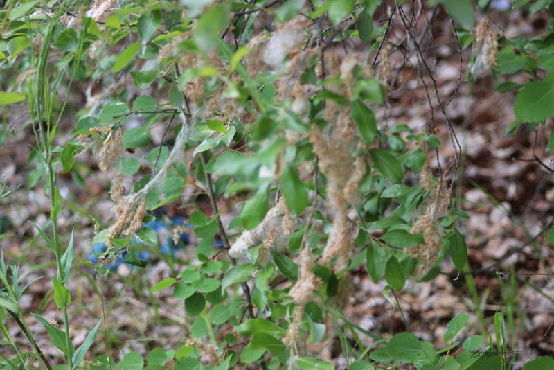 Salix jenisseensis, photographed by Tatiana Strus