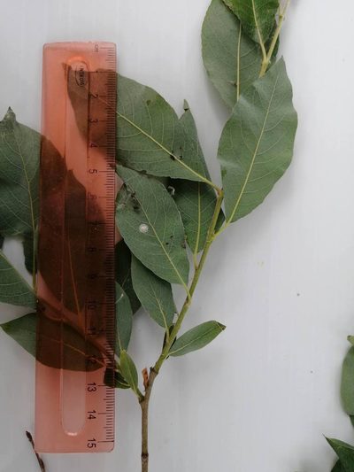 Salix jenisseensis, photographed by Tatiana Strus