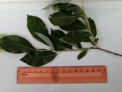 Salix jenisseensis, photographed by Tatiana Strus