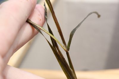 Potamogeton zosteriformis, photographed by Quinten Wiegersma