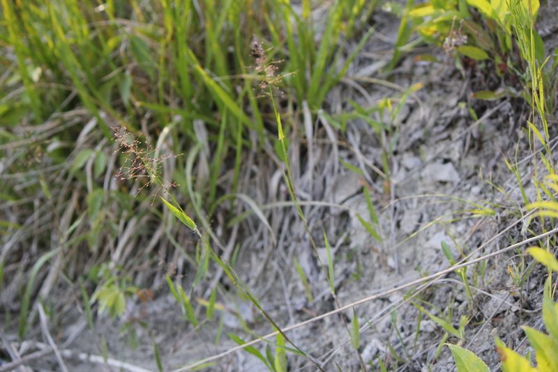 Dichanthelium lindheimeri, photographed by Quinten Wiegersma
