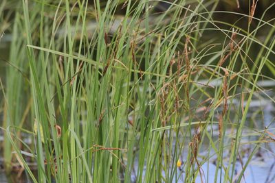 Carex emoryi, photographed by Quinten Wiegersma