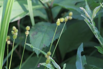 Carex molesta, photographed by Quinten Wiegersma