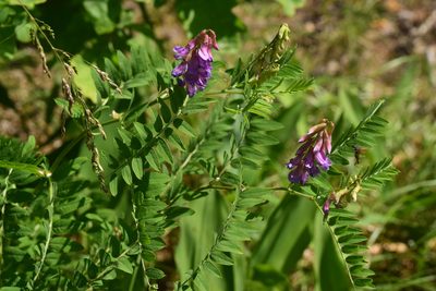 Vicia cassubica, photographed by Natalya Ivanova