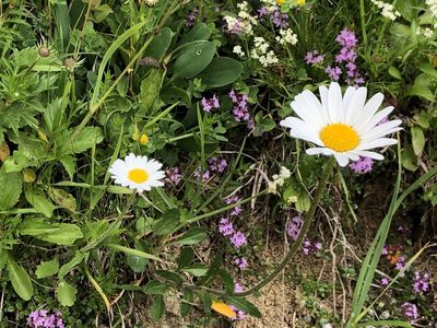 Leucanthemum adustum, photographed by Jason Grant