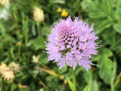 Traunsteinera globosa, photographed by Jason Grant