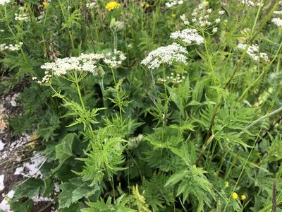 Chaerophyllum aureum, photographed by Jason Grant
