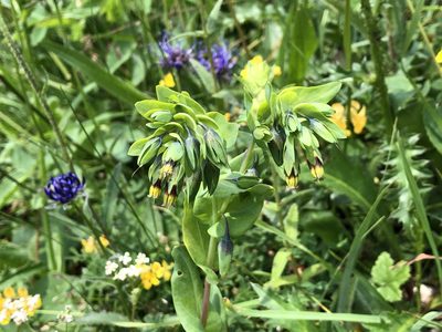 Cerinthe glabra, photographed by Jason Grant