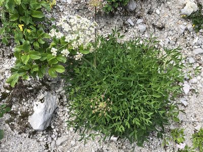 Siler montanum, photographed by Jason Grant