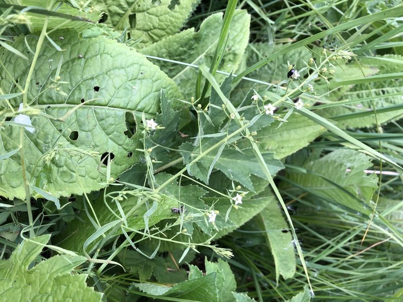 Thesium pyrenaicum, photographed by Jason Grant
