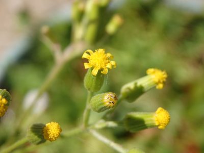 Senecio lividus, photographed by Carminda Santos