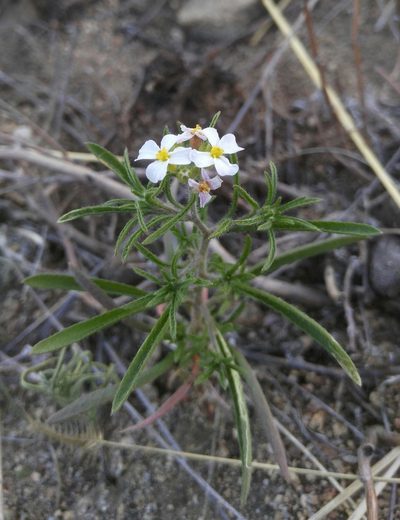Dontostemon integrifolius, photographed by Юлия