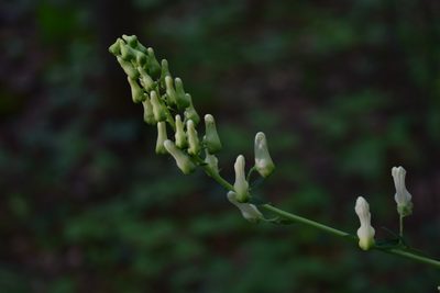 Aconitum lasiostomum, photographed by Natalya Ivanova