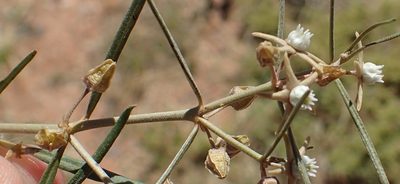 Cynanchum orangeanum, photographed by Nicola van Berkel