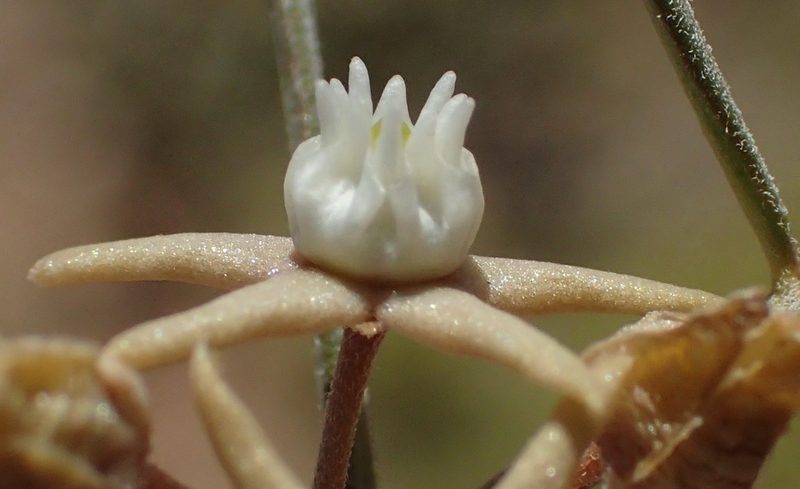 Cynanchum orangeanum, photographed by Nicola van Berkel