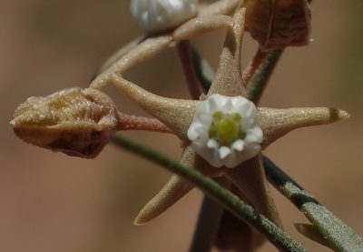Cynanchum orangeanum, photographed by Nicola van Berkel