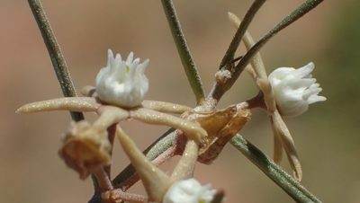 Cynanchum orangeanum, photographed by Nicola van Berkel