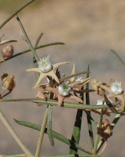 Cynanchum orangeanum, photographed by Nicola van Berkel
