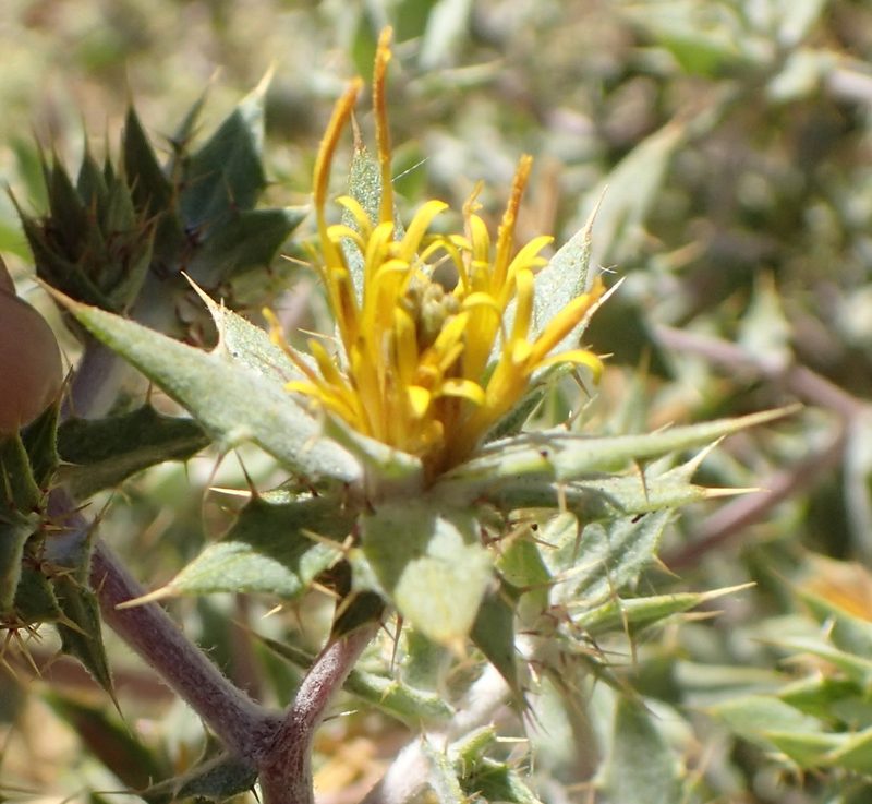 Berkheya annectens, photographed by Nicola van Berkel