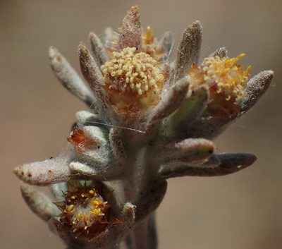 Helichrysum pumilio, photographed by Nicola van Berkel