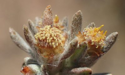 Helichrysum pumilio, photographed by Nicola van Berkel